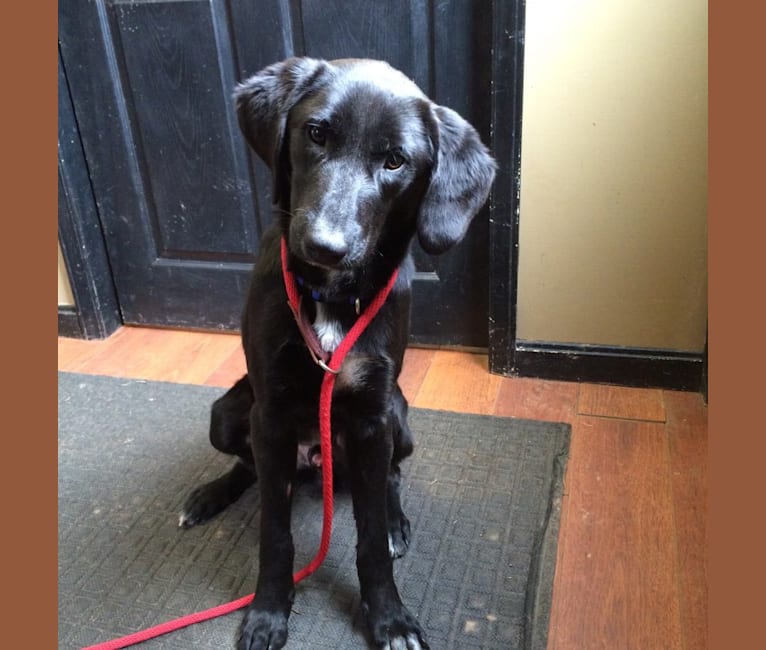 Embark Dog DNA Test Breed