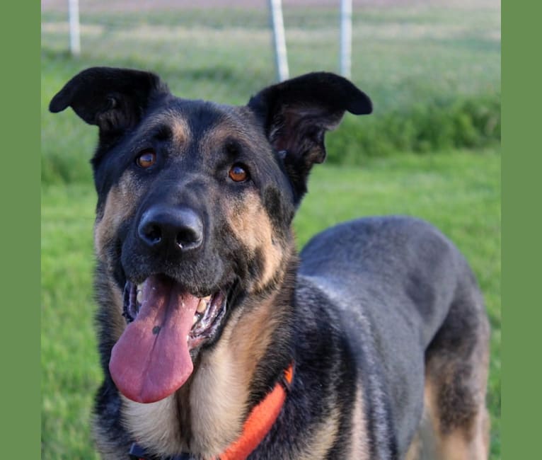 Leo, a German Shepherd Dog and Neapolitan Mastiff mix tested with EmbarkVet.com