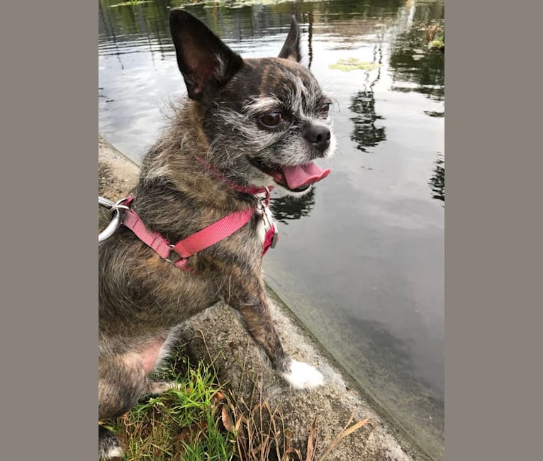 Boston terrier shih tzu outlet