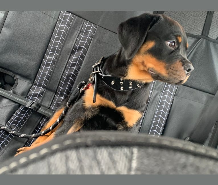 Photo of Chompy, a Rottweiler  in Loogootee, Indiana, USA