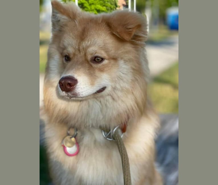 Champ, a Finnish Lapphund tested with EmbarkVet.com