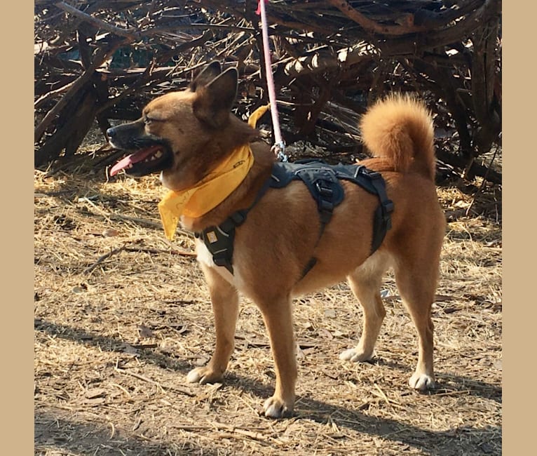 Muna, a Japanese or Korean Village Dog tested with EmbarkVet.com