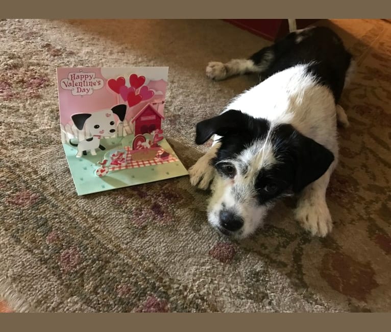 embark dog dna test breed