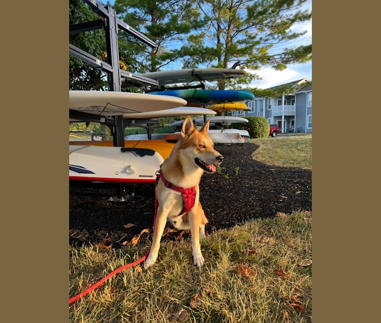 Dax, a Carolina Dog tested with EmbarkVet.com