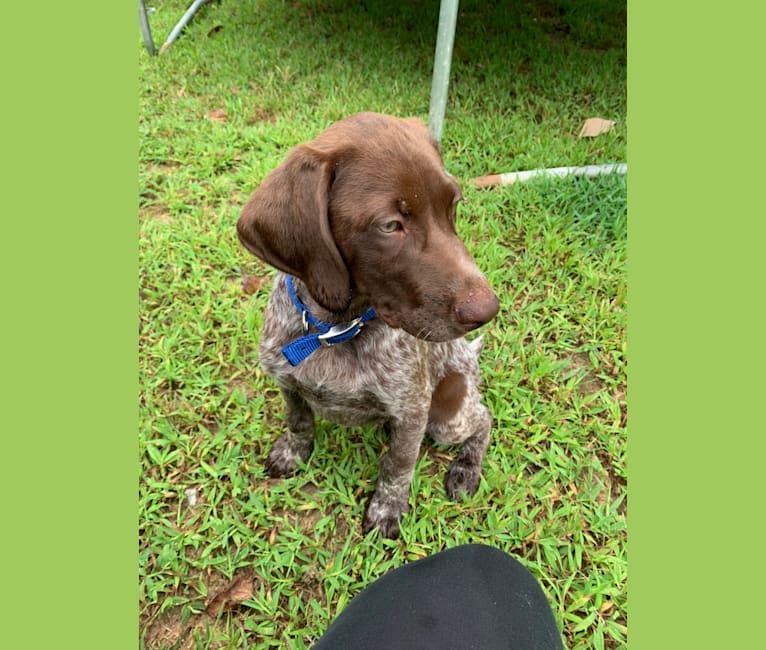 Dutton, a German Shorthaired Pointer tested with EmbarkVet.com