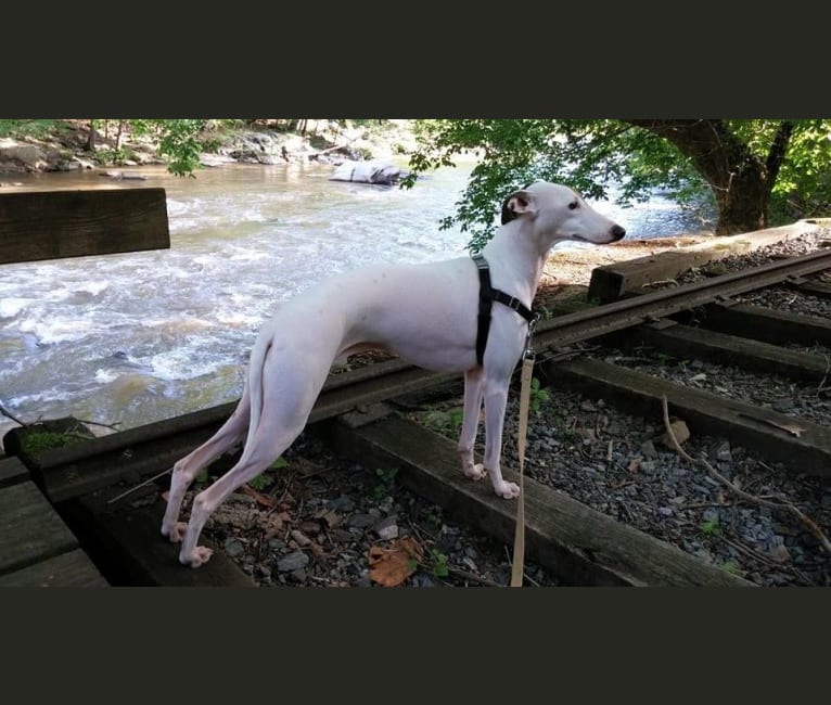 Dex, an Italian Greyhound tested with EmbarkVet.com