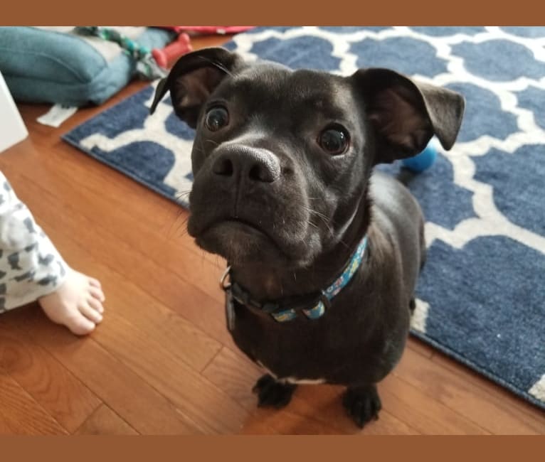 Tully, a Boston Terrier and Chihuahua mix tested with EmbarkVet.com