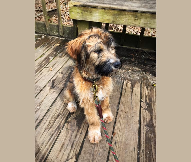 Photo of Gunner, a Brittany, Australian Cattle Dog, and Cocker Spaniel mix in Lebanon, Tennessee, USA