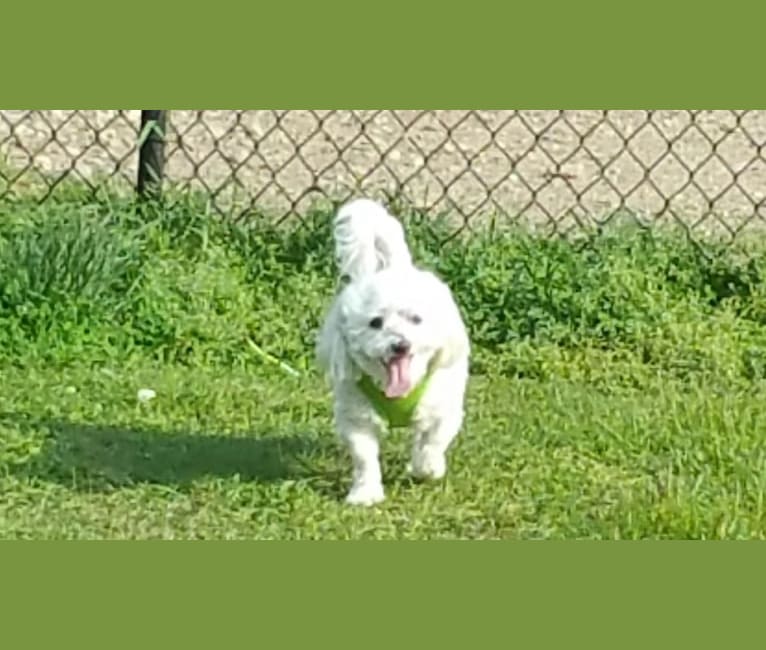 Bumbles, a Bichon Frise and Maltese mix tested with EmbarkVet.com