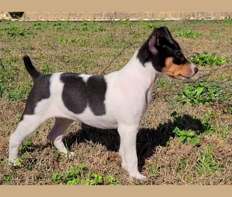 Hemi, a Rat Terrier tested with EmbarkVet.com