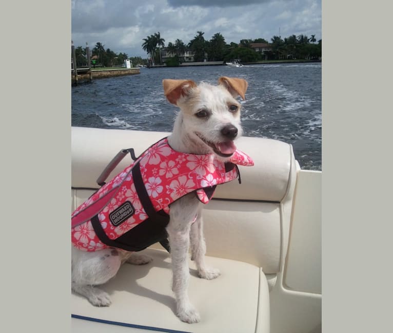 Photo of Coleen, a Rat Terrier and Poodle (Small) mix in Houston, Texas, USA