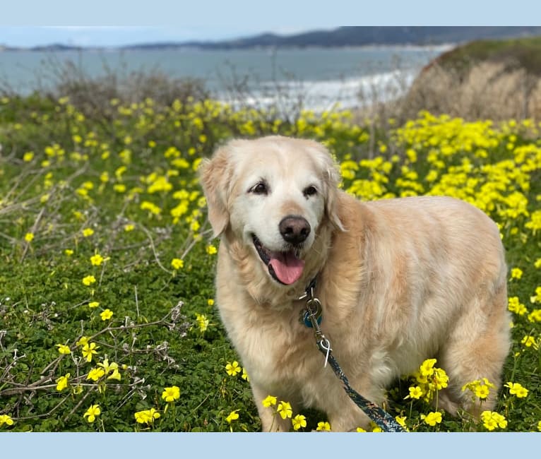 embark dog dna test breed