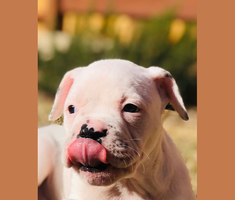 Photo of Delilah, an American Bulldog  in USA