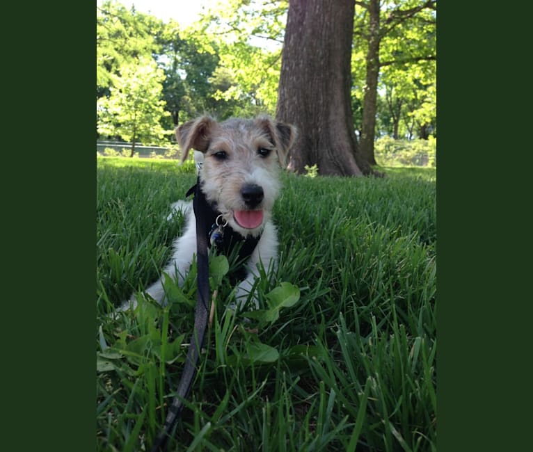 Shadow, a Wire Fox Terrier tested with EmbarkVet.com