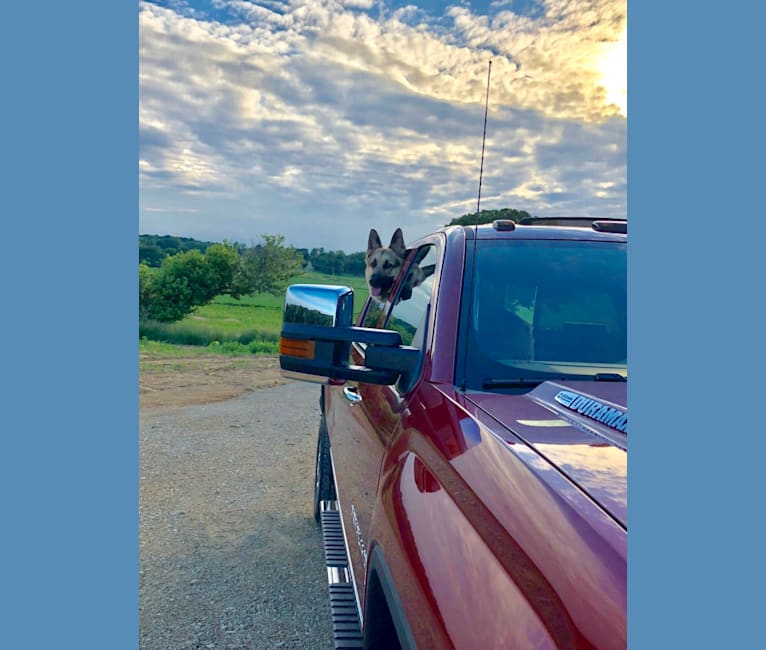 Blitz, a German Shepherd Dog tested with EmbarkVet.com