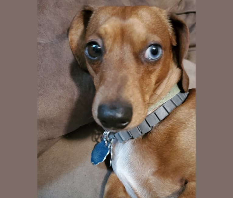 Casey, a Dachshund tested with EmbarkVet.com