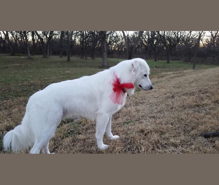 Luca, a Great Pyrenees and Pomeranian mix tested with EmbarkVet.com