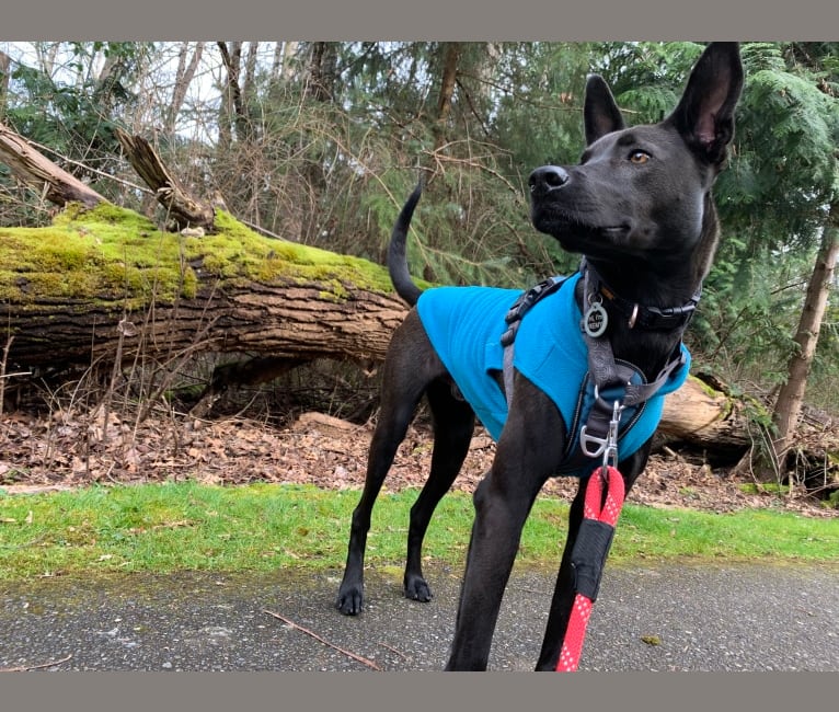 Remy Mordechai, a Formosan Mountain Dog tested with EmbarkVet.com