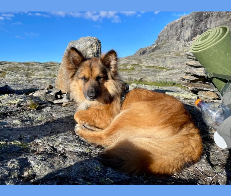 Chuck, a Central Asian Village Dog tested with EmbarkVet.com