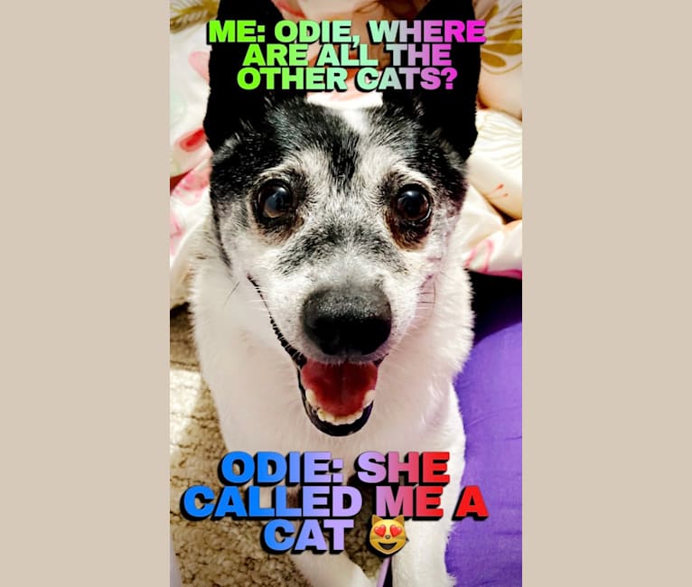 Odie Oh Day Star, a Chihuahua and Pomeranian mix tested with EmbarkVet.com