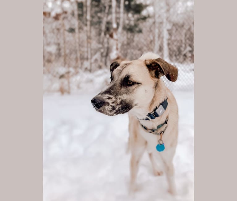 Photo of Winter, a Great Pyrenees, Mountain Cur, Norwegian Elkhound, and Mixed mix in Jasper, Tennessee, USA