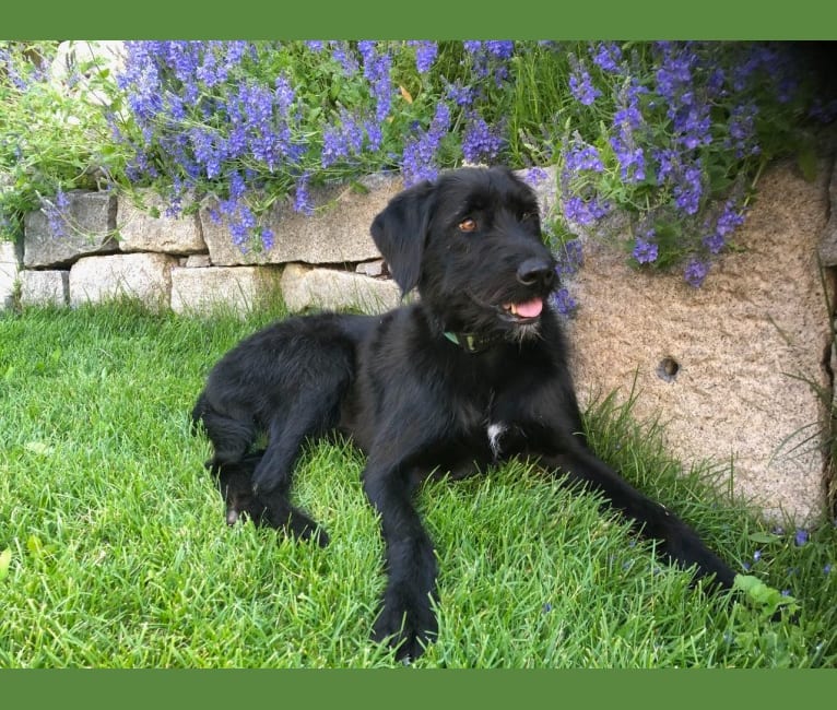Wirehaired pointer cross labrador sales