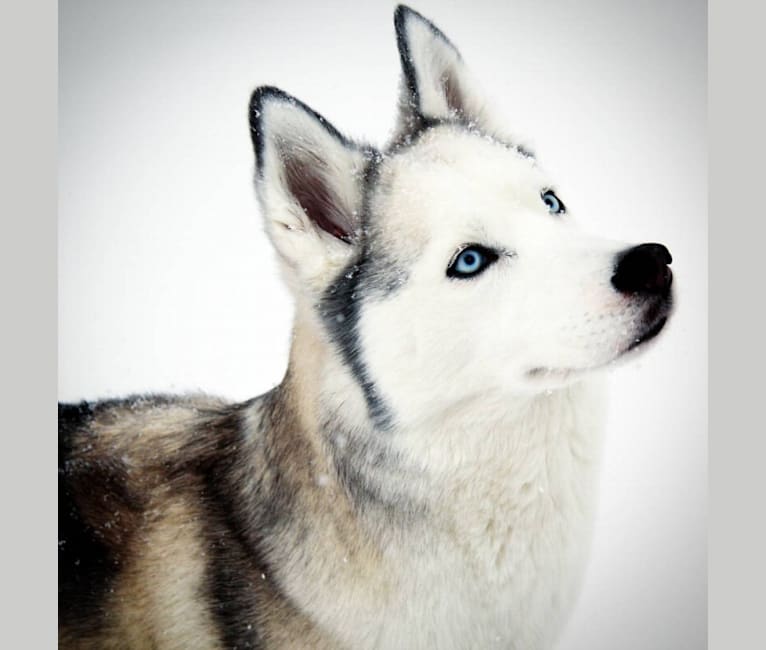 Lakota, a Siberian Husky tested with EmbarkVet.com