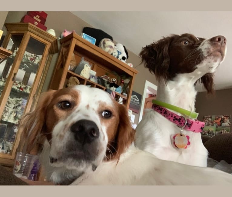Photo of Scout, a Brittany and Llewellin Setter mix in New Jersey, USA