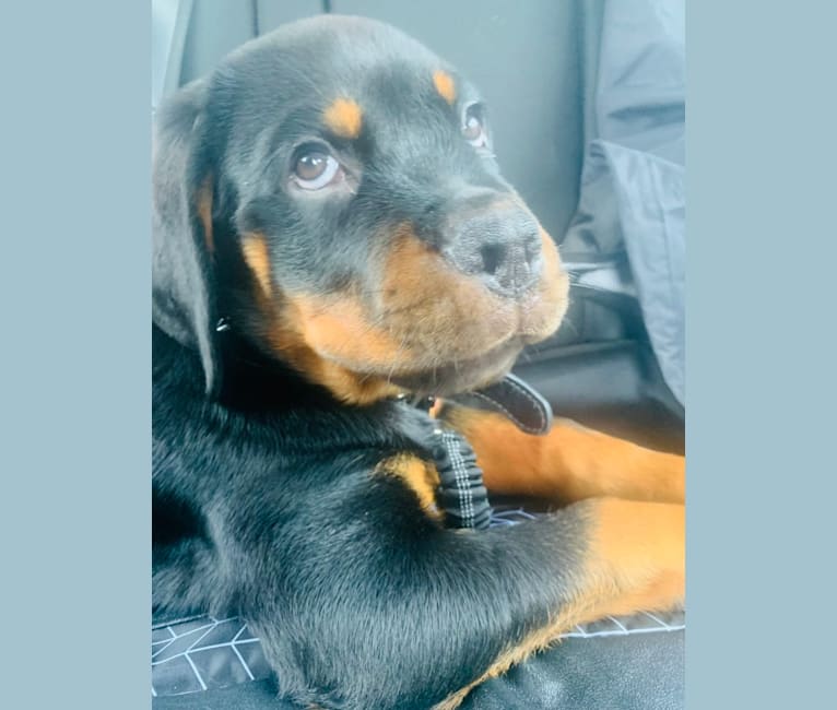 Chompy, a Rottweiler tested with EmbarkVet.com