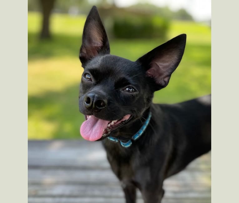 Mochi, a Chihuahua and Poodle (Small) mix tested with EmbarkVet.com