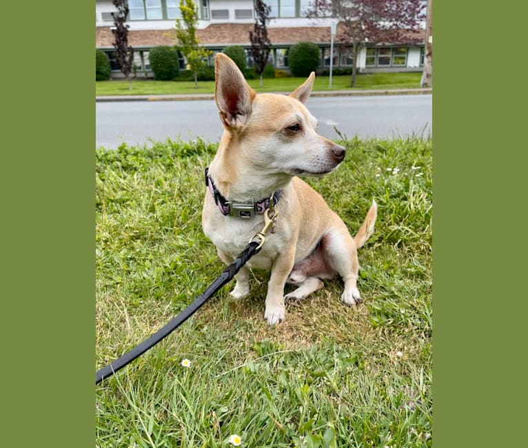 Ruckus, a Chihuahua and Poodle (Small) mix tested with EmbarkVet.com