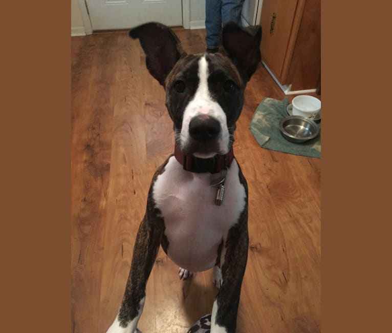 beagle american staffordshire terrier mix