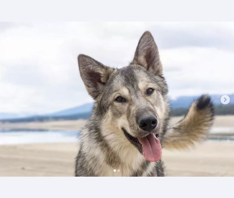 Lark, a Siberian Husky and Karelian Bear Dog mix tested with EmbarkVet.com