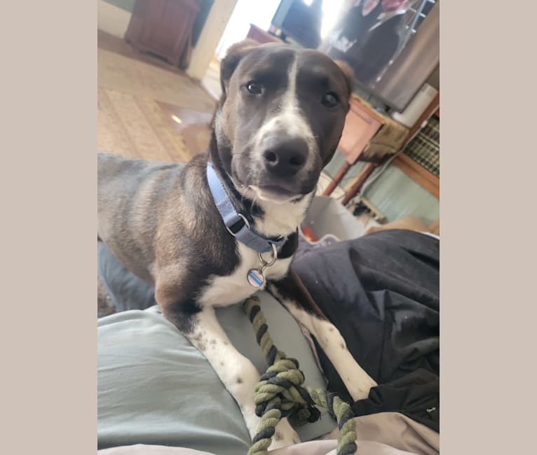Photo of Boomer, an American Pit Bull Terrier, Labrador Retriever, Australian Cattle Dog, and Mixed mix in Tennessee, USA