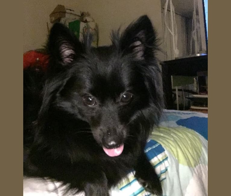 Leila, a Pomchi tested with EmbarkVet.com