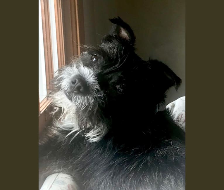 Boston terrier havanese mix best sale