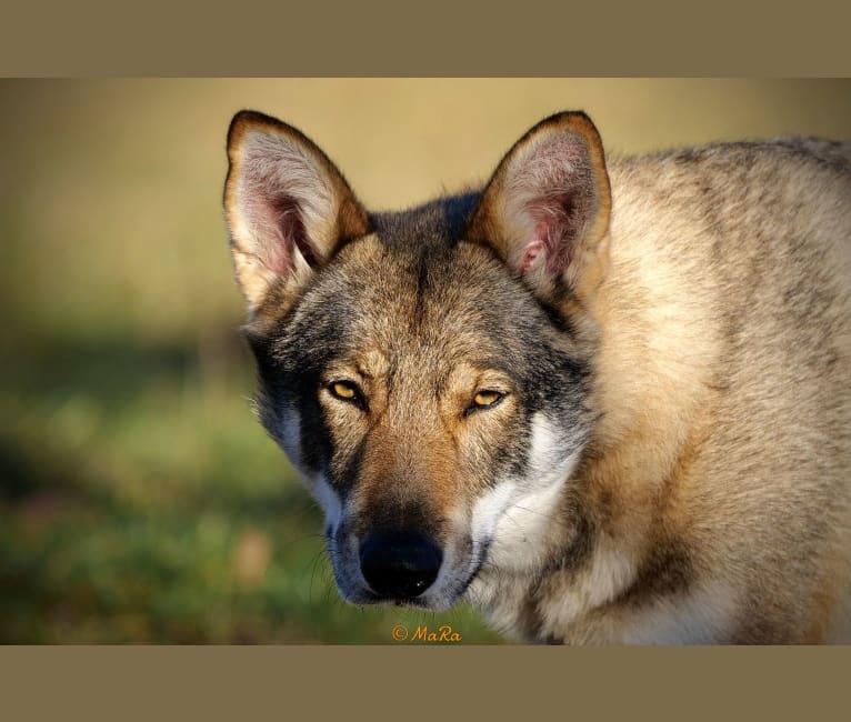 O'Badr al-Budur de l'Eden des Shokou, a Saarloos Wolfdog tested with EmbarkVet.com
