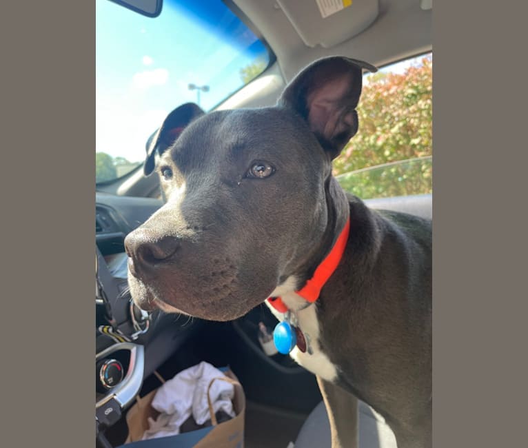 Oliver, an American Pit Bull Terrier tested with EmbarkVet.com
