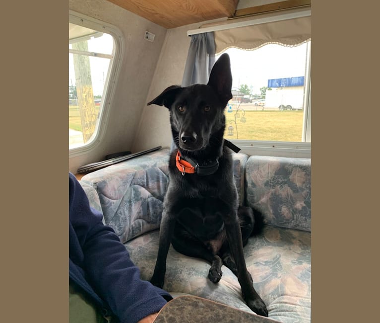 Emmet, a Norwegian Elkhound and Labrador Retriever mix tested with EmbarkVet.com