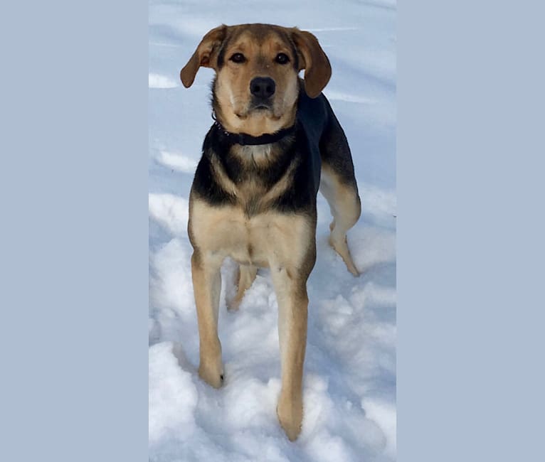 May, a Labrador Retriever and Rottweiler mix tested with EmbarkVet.com
