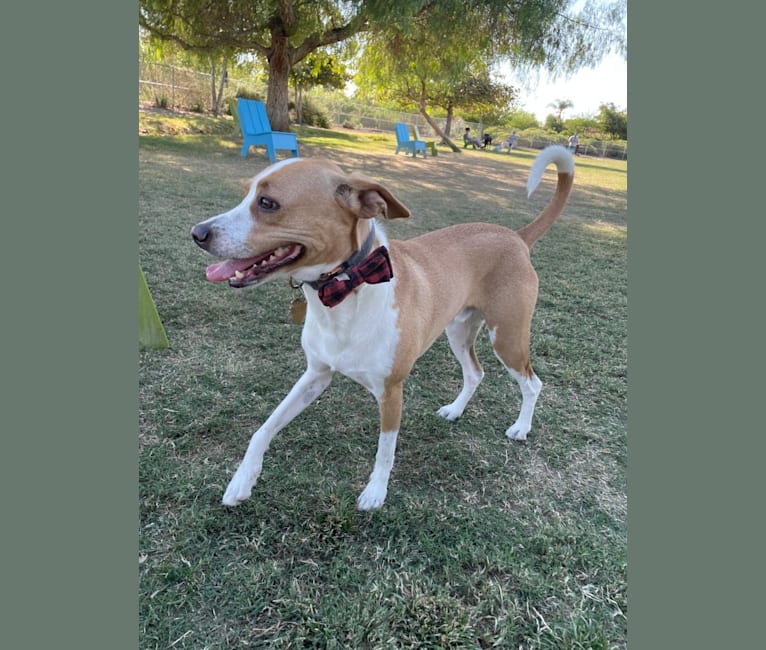 Photo of Zion, a Chihuahua, German Shepherd Dog, Cocker Spaniel, American Pit Bull Terrier, and Mixed mix in Mission Viejo, California, USA