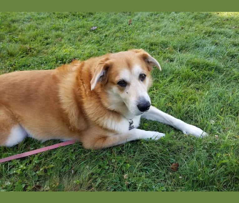 Sebastian, an Australian Cattle Dog and Great Pyrenees mix tested with EmbarkVet.com