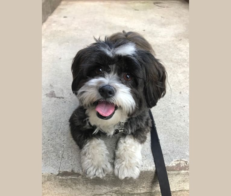 Embark Dog DNA Test Breed
