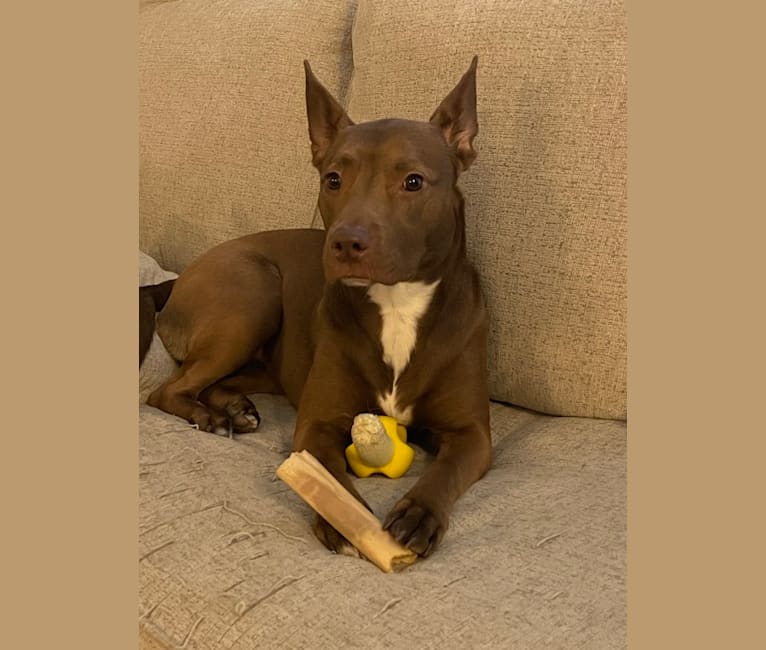 Juniper, an American Pit Bull Terrier and German Shepherd Dog mix tested with EmbarkVet.com