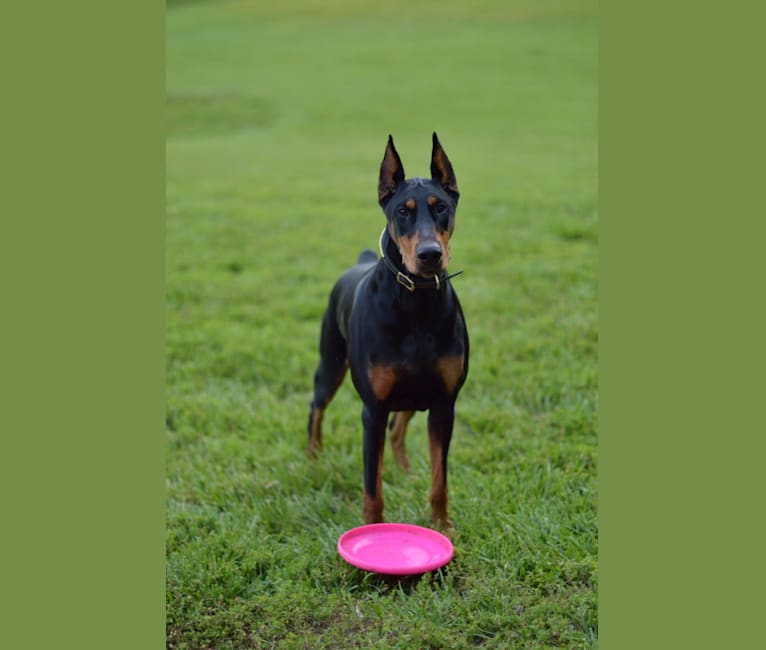 Ryka, a Doberman Pinscher tested with EmbarkVet.com