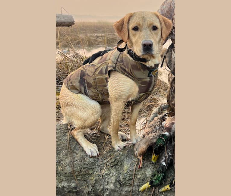 Wild Feather’s Sadie Mae Otto, a Labrador Retriever tested with EmbarkVet.com