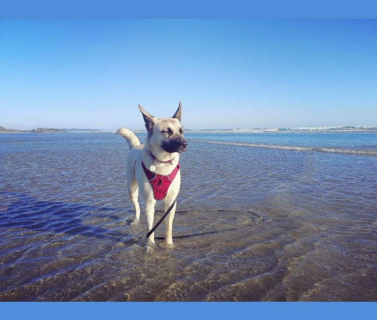 Cosmo, a German Shepherd Dog and Siberian Husky mix tested with EmbarkVet.com