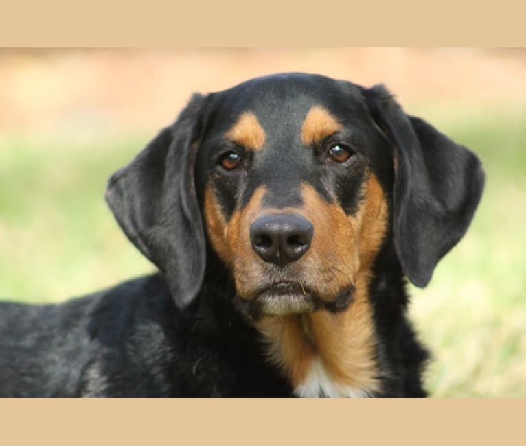 Rosco, a Basset Hound and Rottweiler mix tested with EmbarkVet.com