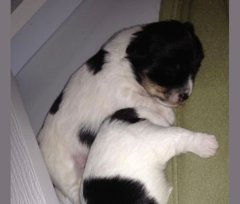 Phoenix, a Coton de Tulear tested with EmbarkVet.com