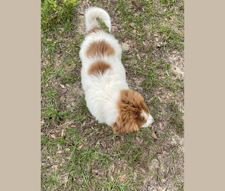 Mascha, a Karakachan tested with EmbarkVet.com